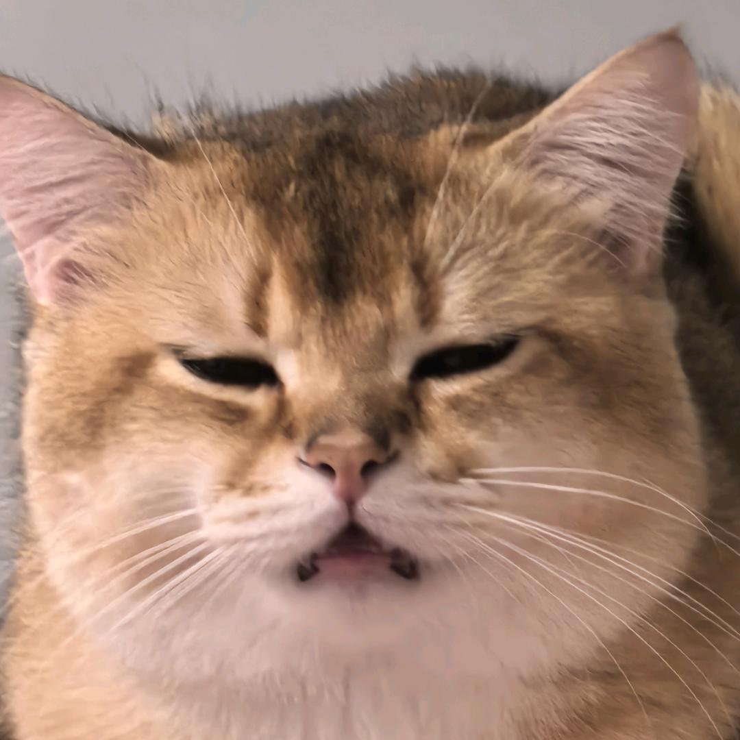 小虎