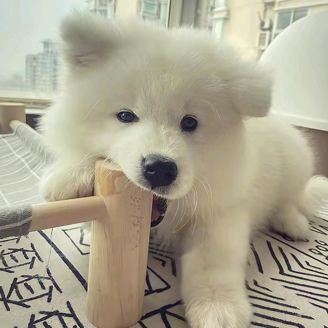 温婉.