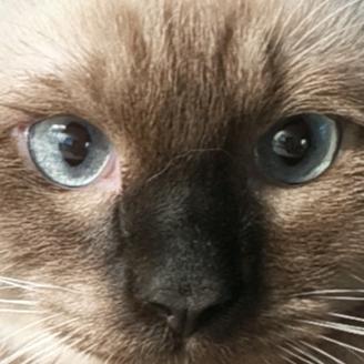 芝麻糊没糊（逐渐糊化中）