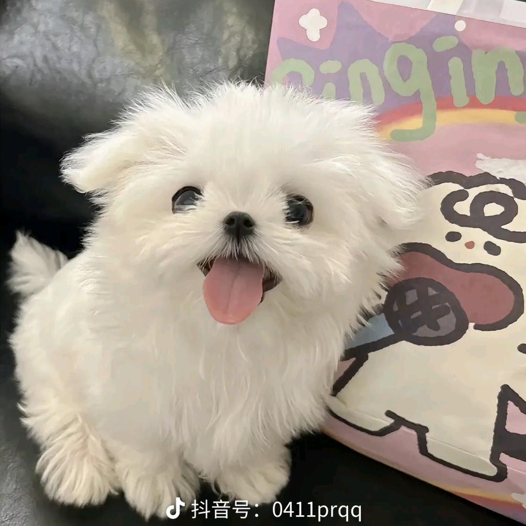 🍙别捏我脸呢³ 🍡