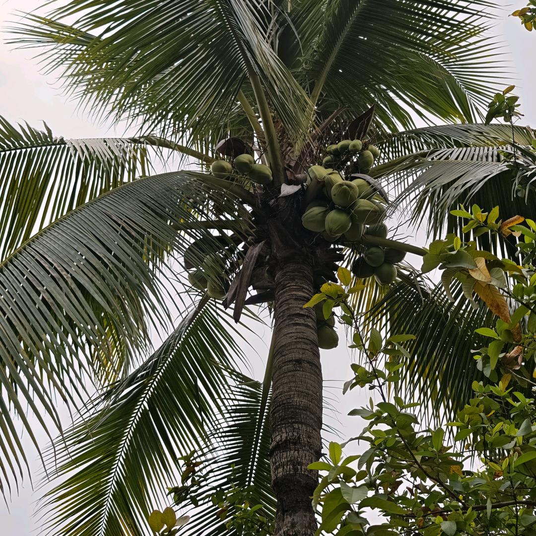 大汤圆