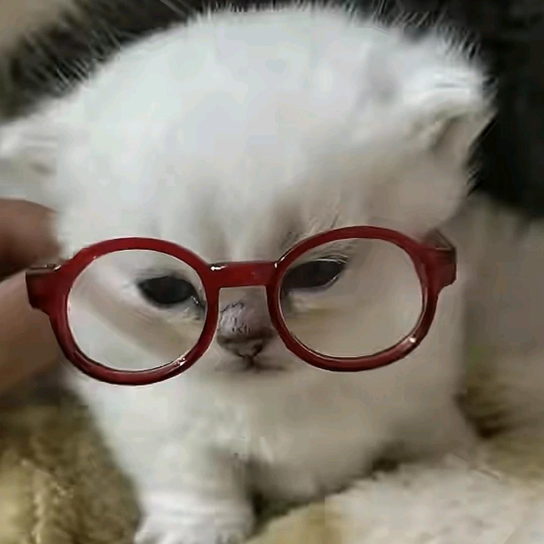 屿.