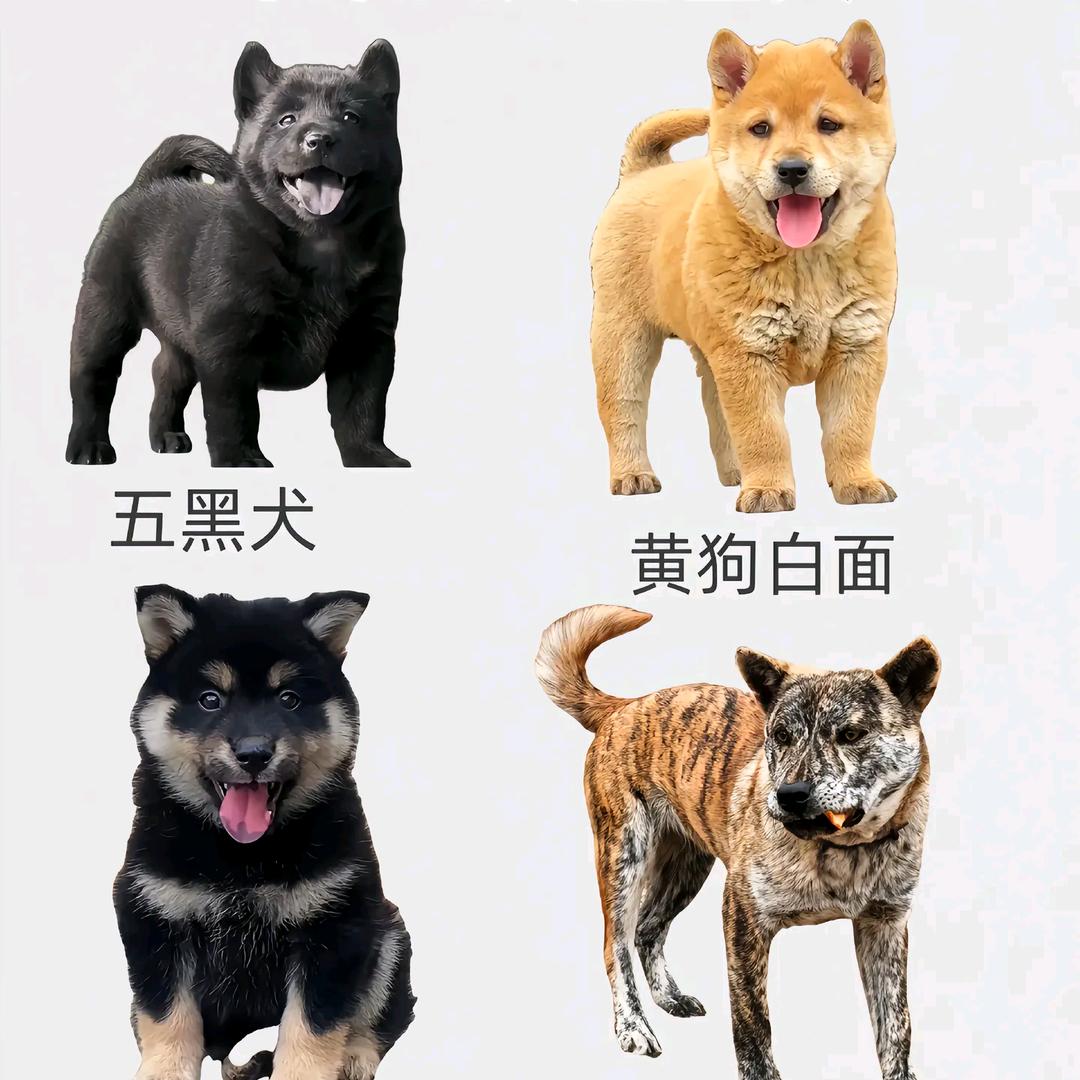 迟通蒙经营五号