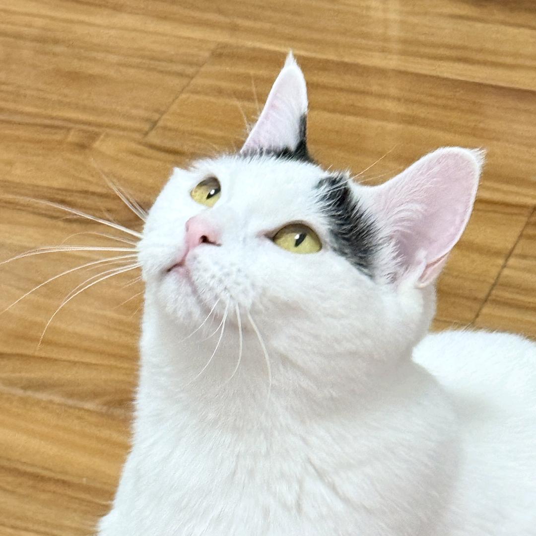 笨笨一点都不笨！