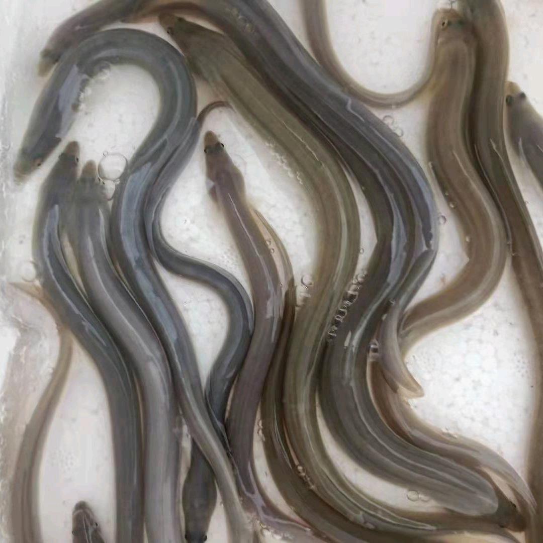一帆风顺原生鱼
