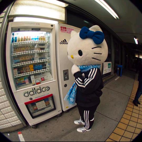 豪哥