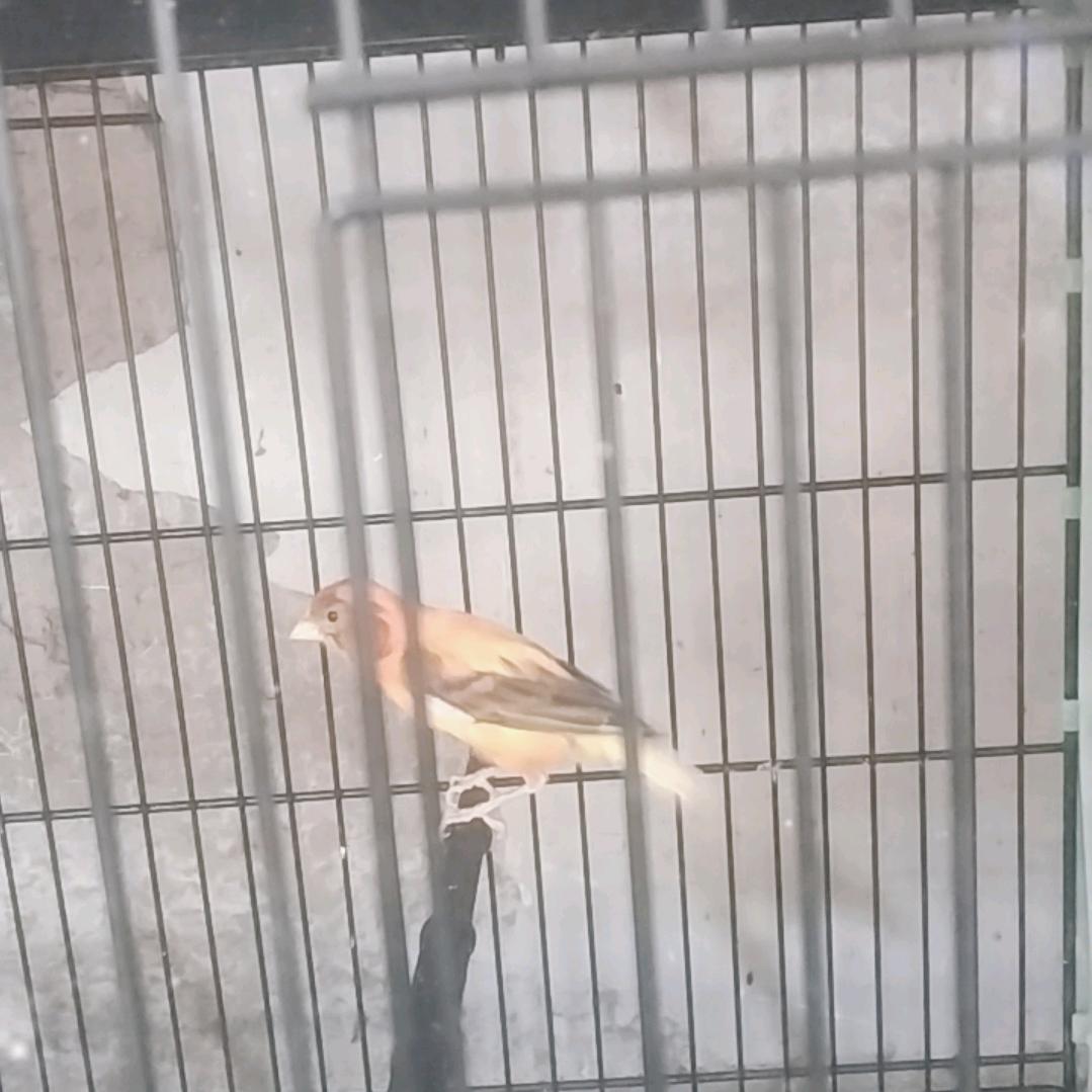 随意