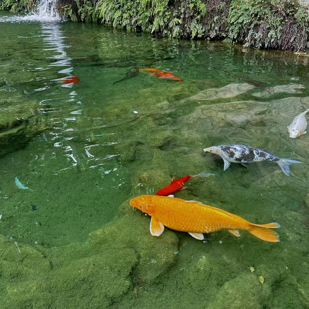 新野水产养殖（供应各种鱼苗）