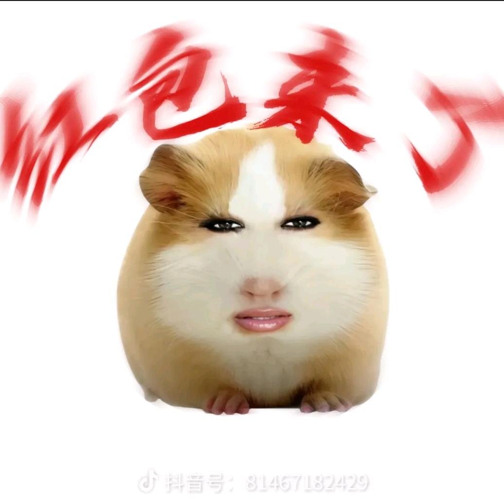 猪妞归来