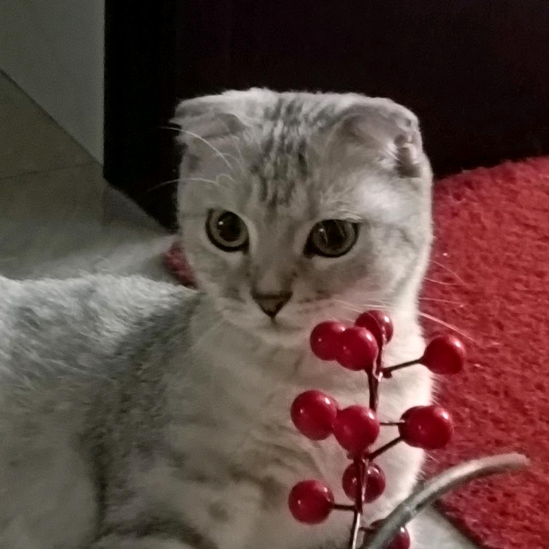 可爱的妙妙🍎🍎🫀🫀