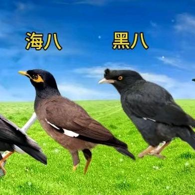 八哥西施 (八哥用品)