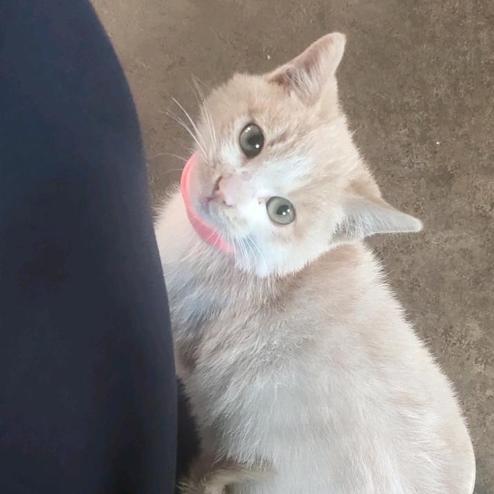 逢春🍐（有猫版）