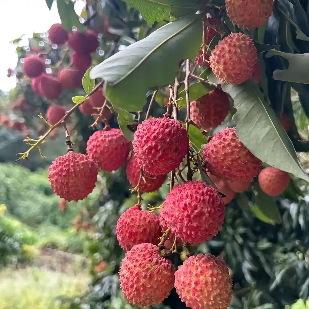 玛丽