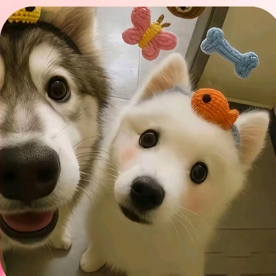 是橙子不是橘子🍊