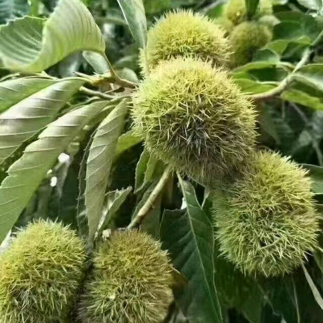 万人捧，不如一人宠