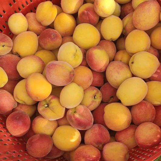 金亮农业／星宏光光伏发电