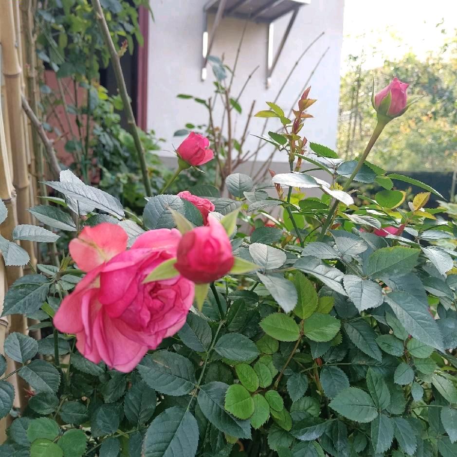 湘西二花匠💐