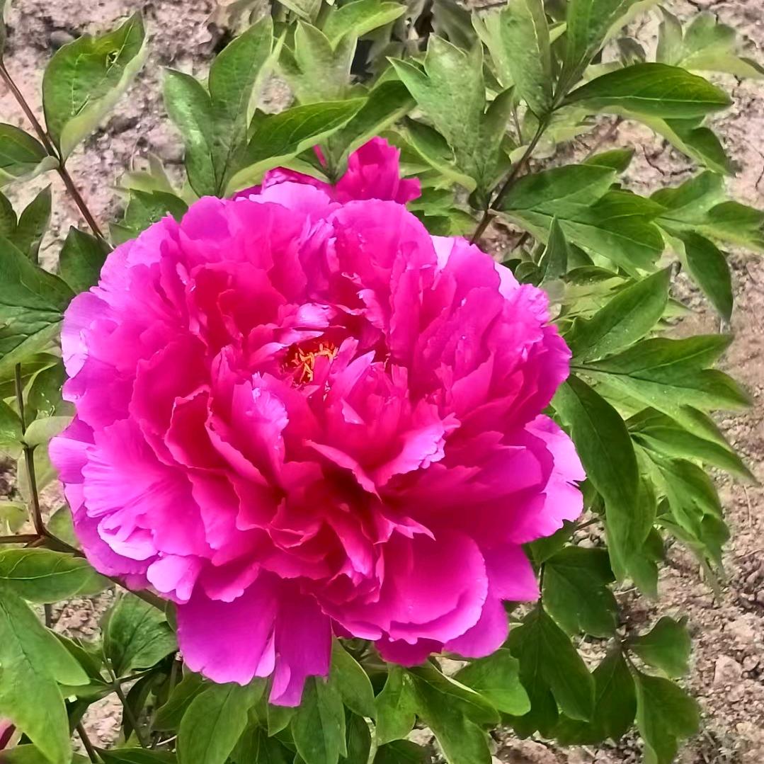 霞光