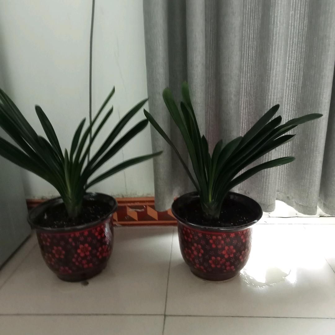 山青水秀