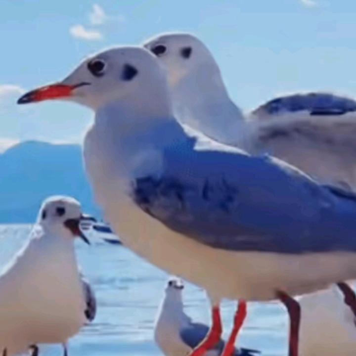 小哥哥