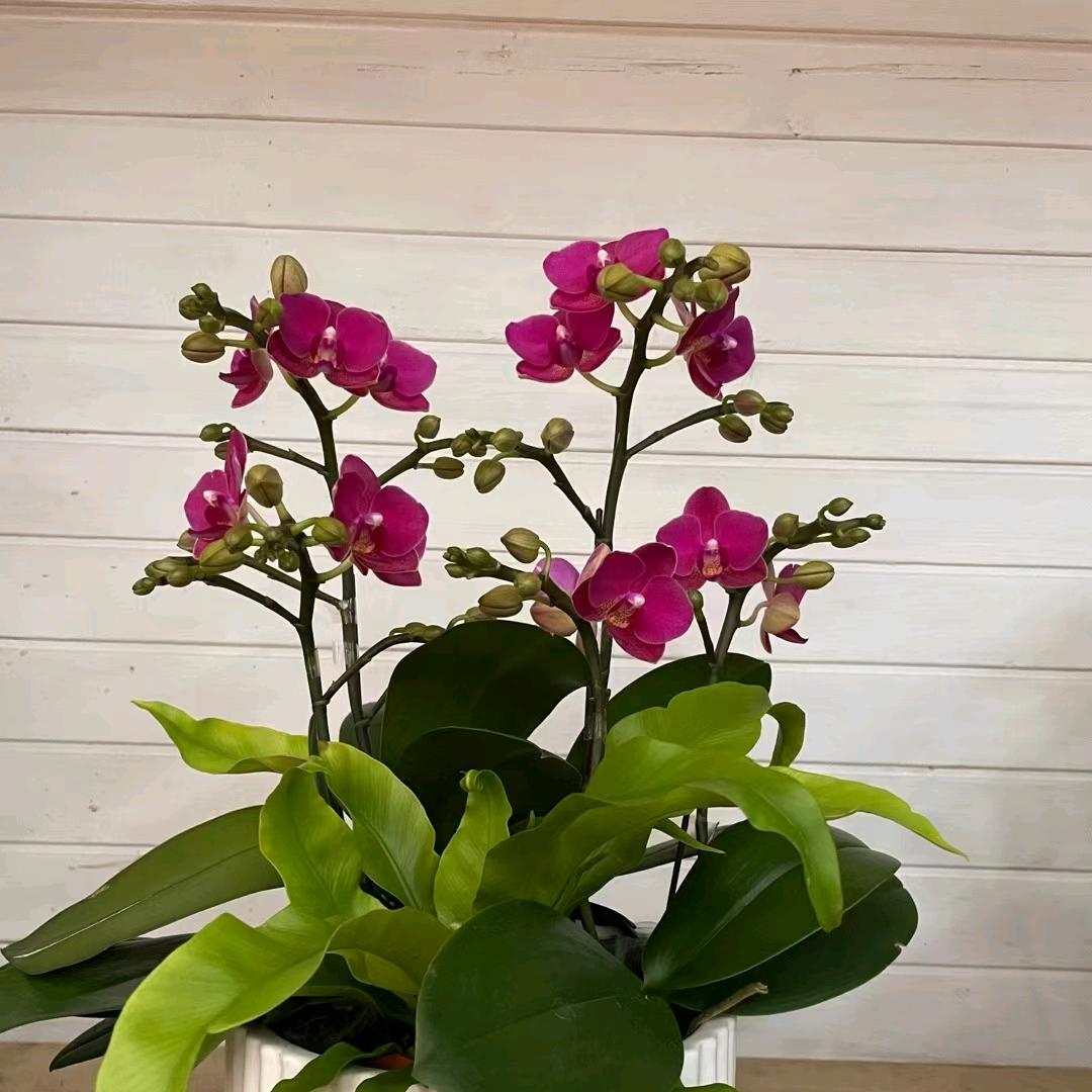随心所欲