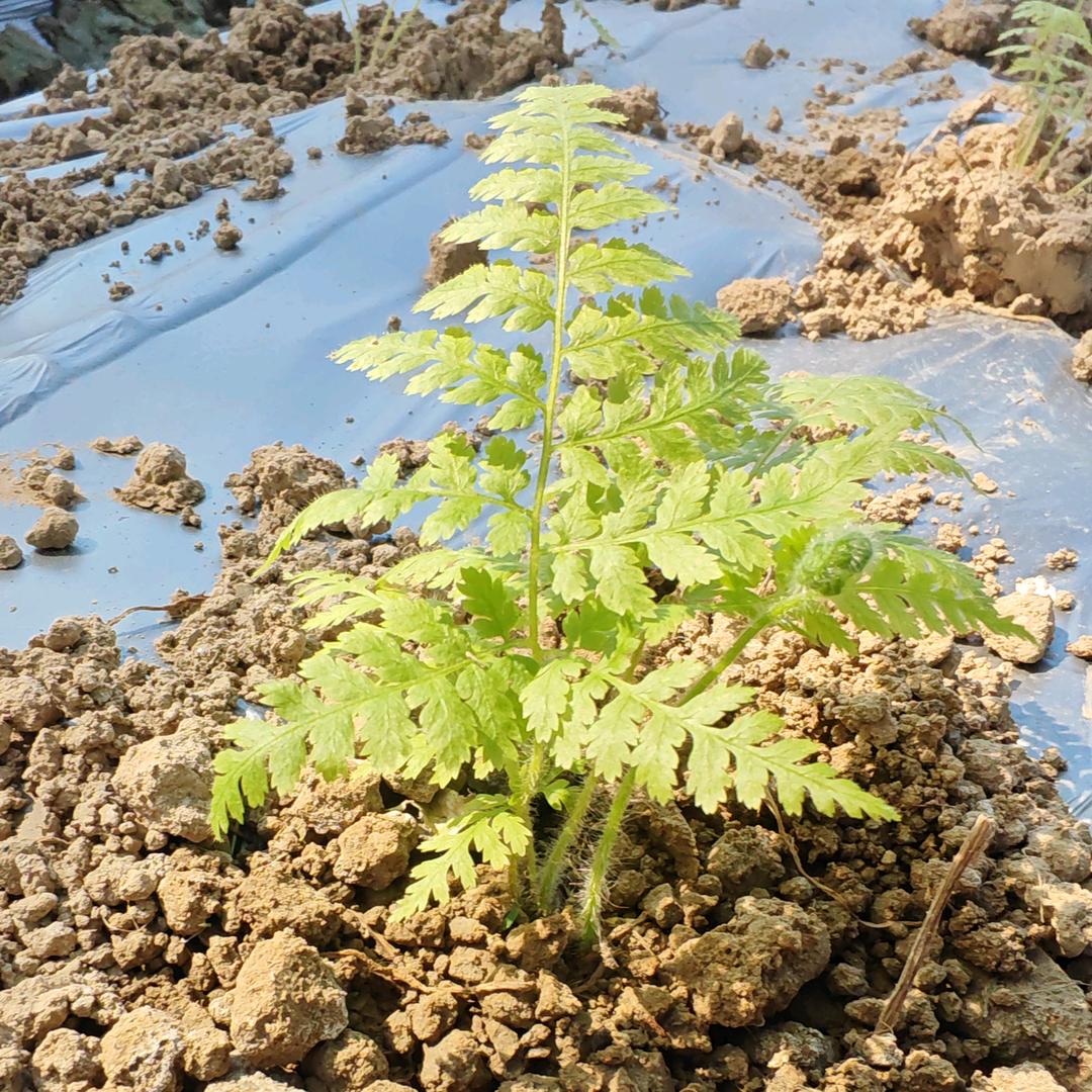 爱好花卉种植的秋