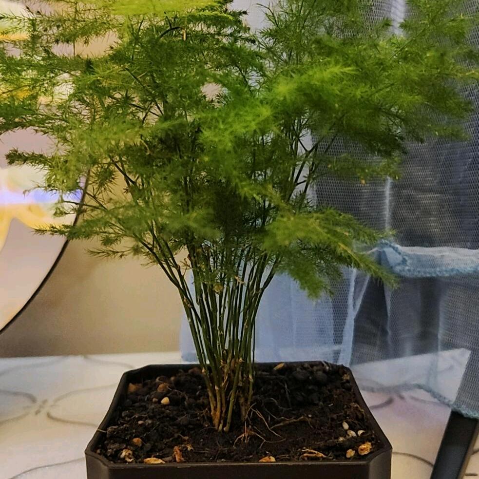 ꧁💞娜娜💞᪲꧂