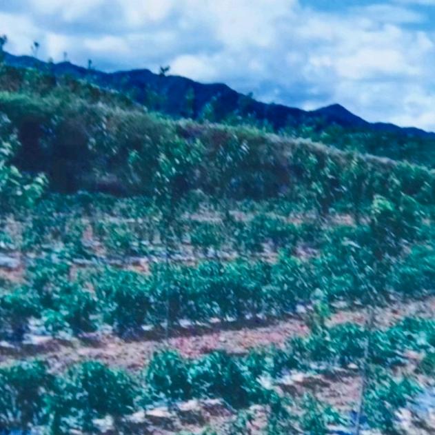 林下散养土鸡蛋