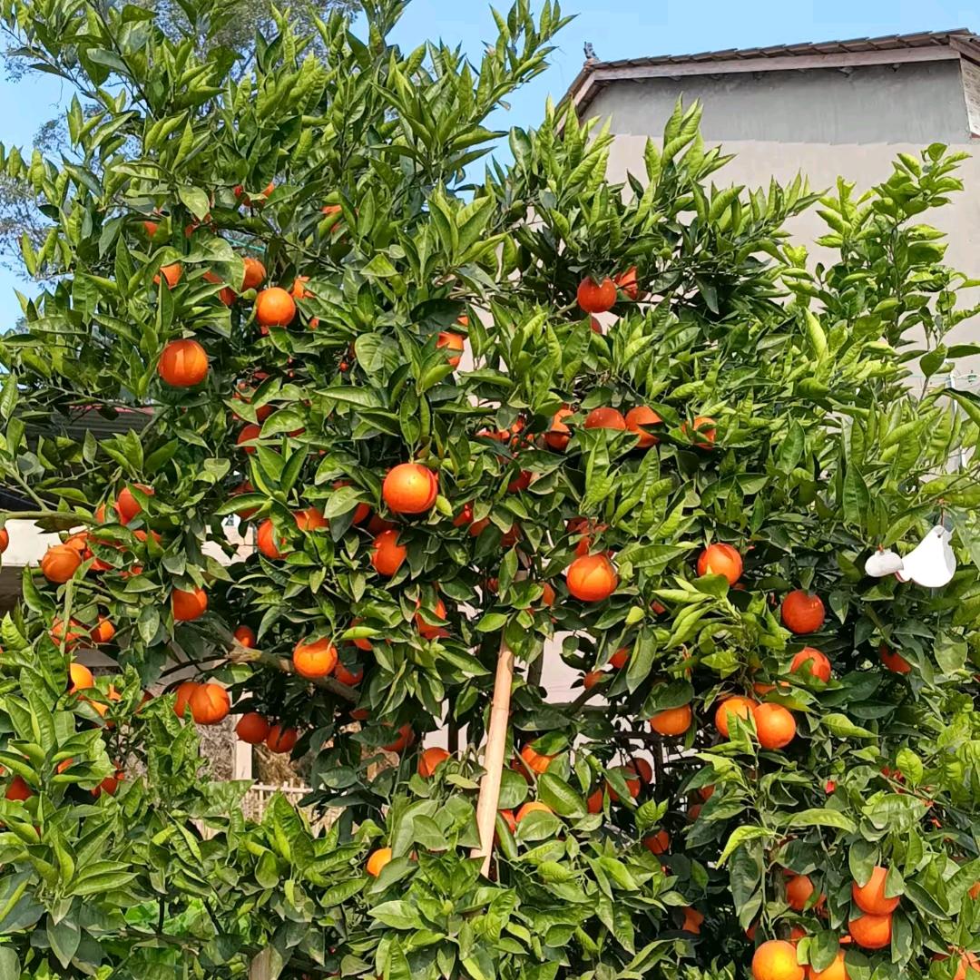 鹏程万里