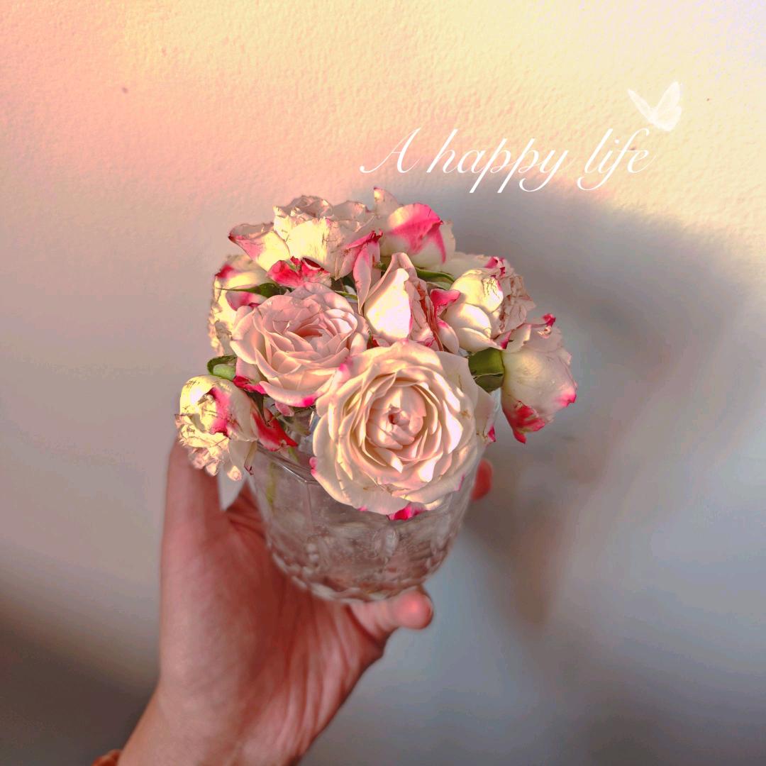 不爱吃鱼🐟爱养鱼～