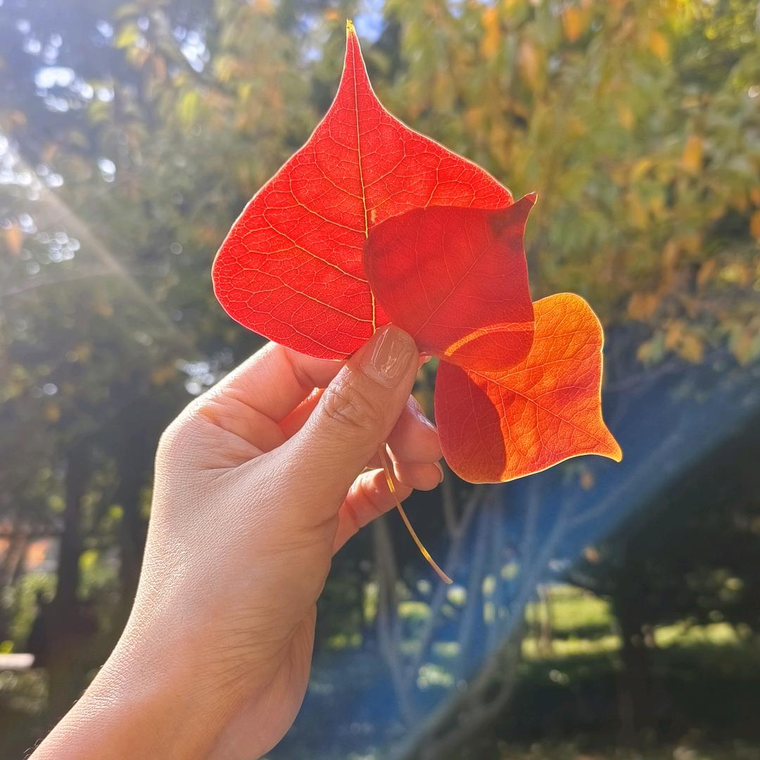 郑儿八经的能量