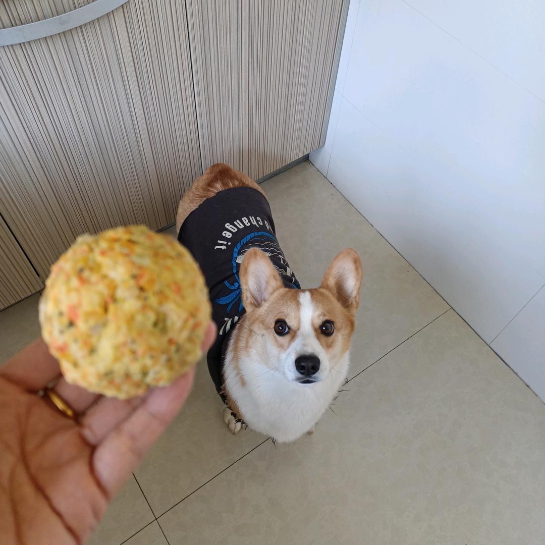 养只柯基叫粥粥