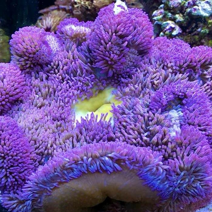 （深海之息）观赏鱼