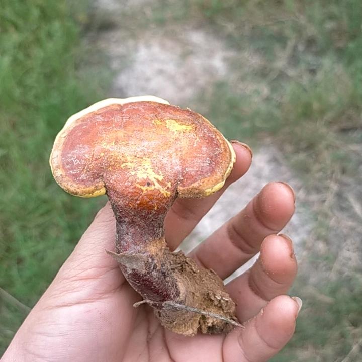 @秦氏家庭农场  《羊》贵《非》