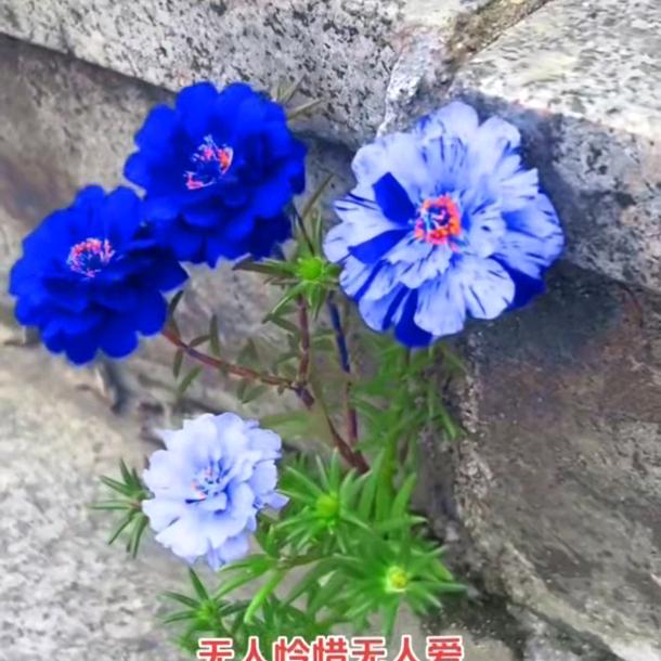 清新脱俗