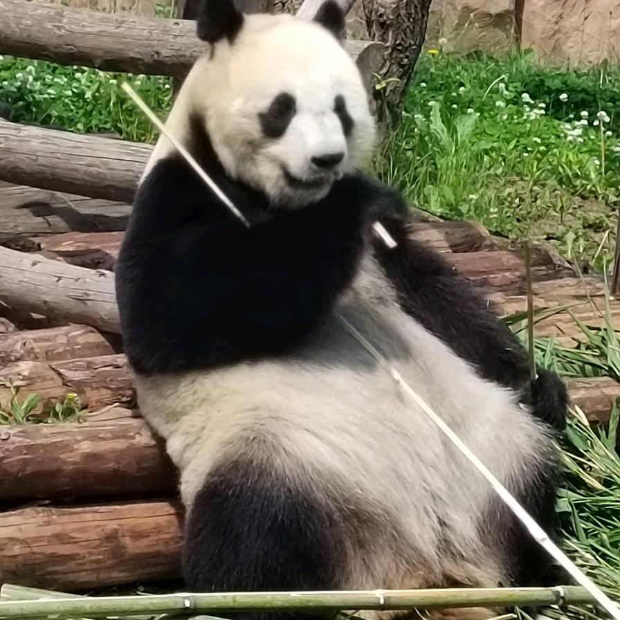 不语