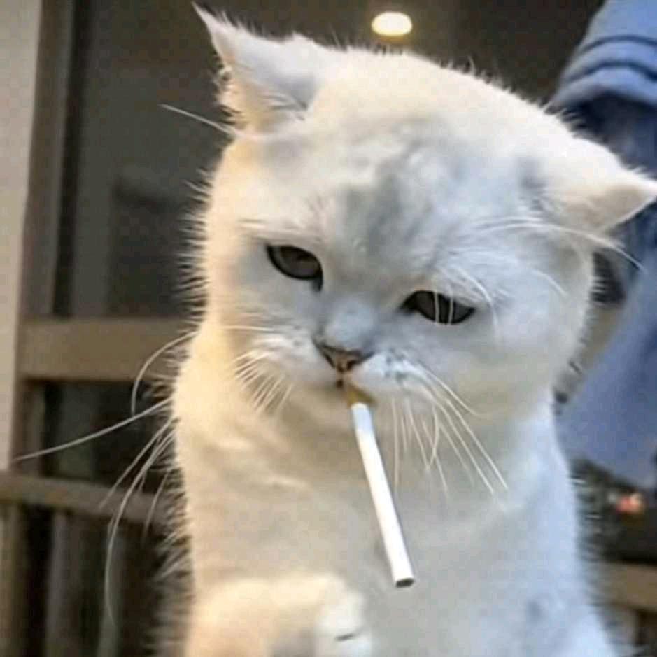 无敌的野生小猫