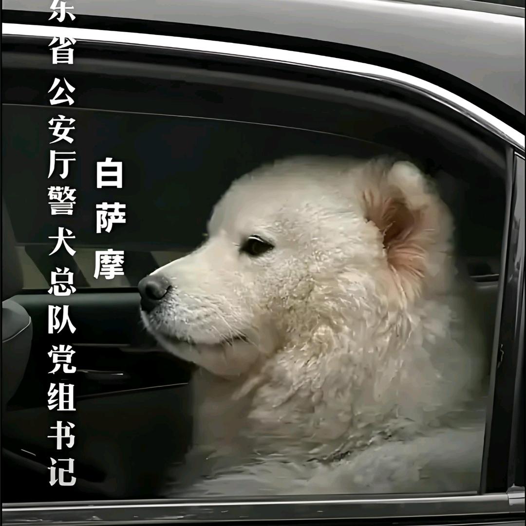 白萨摩
