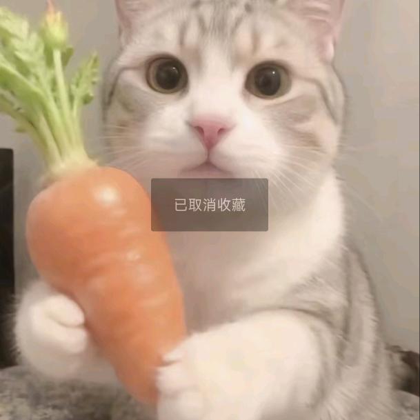 xl（三角洲行动）