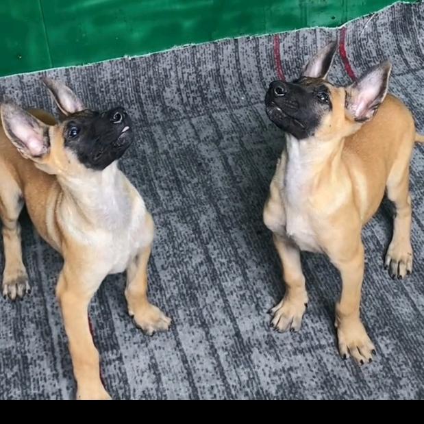 陈一军的马犬
