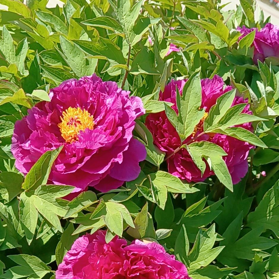 有氧运动健身操