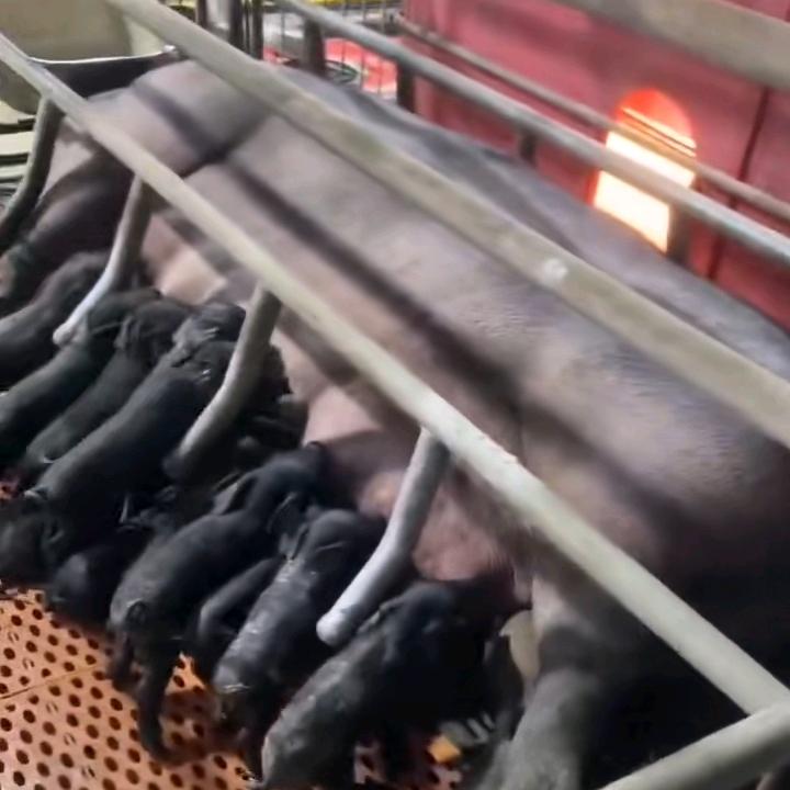 燕姐在家养猪