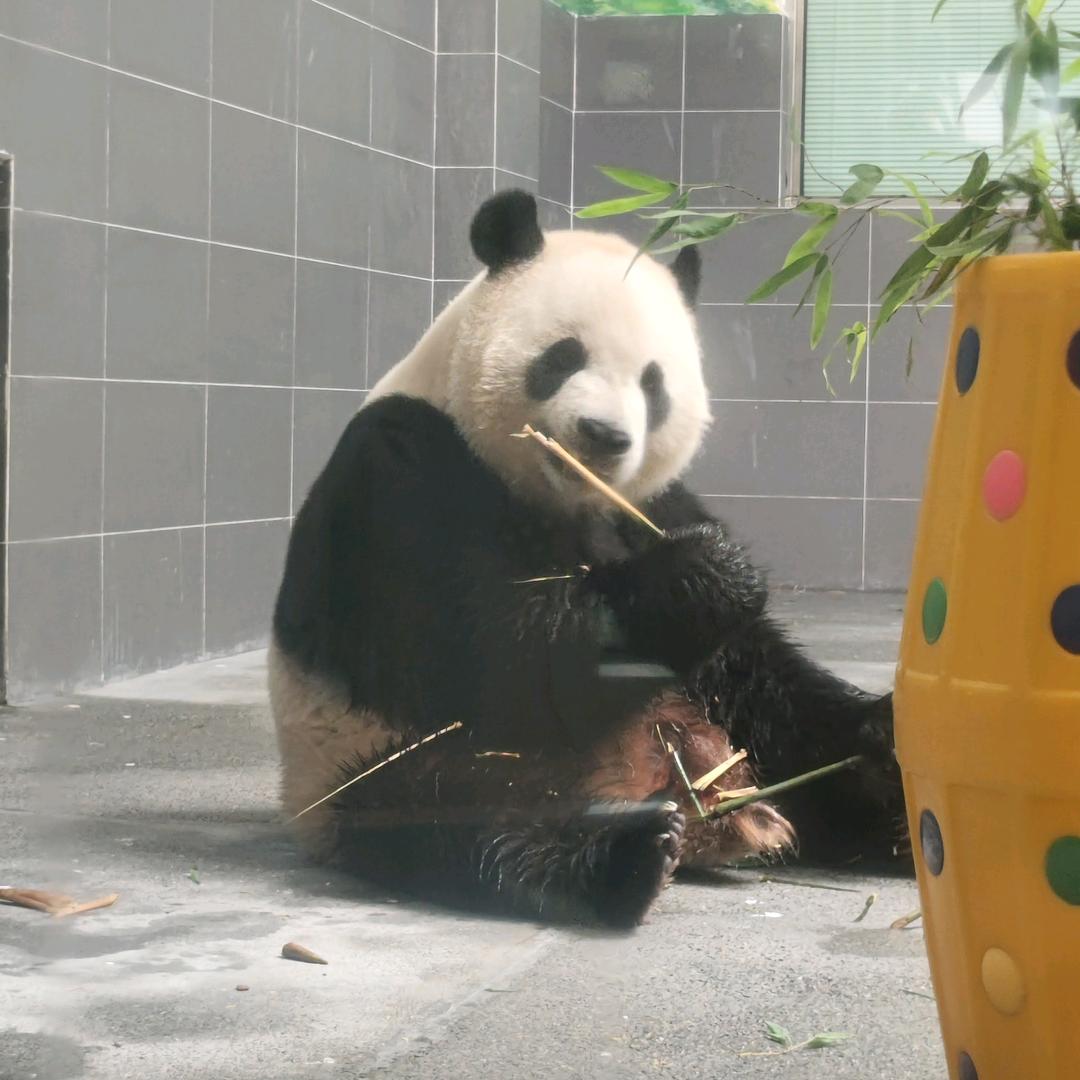 捷途大圣车机改装付费