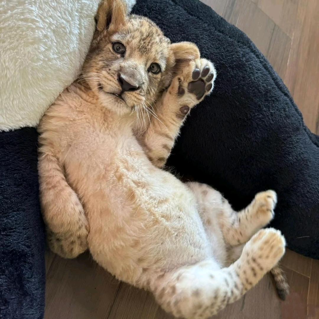 Lucky🐯