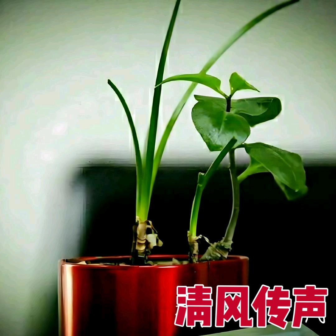 清风传声