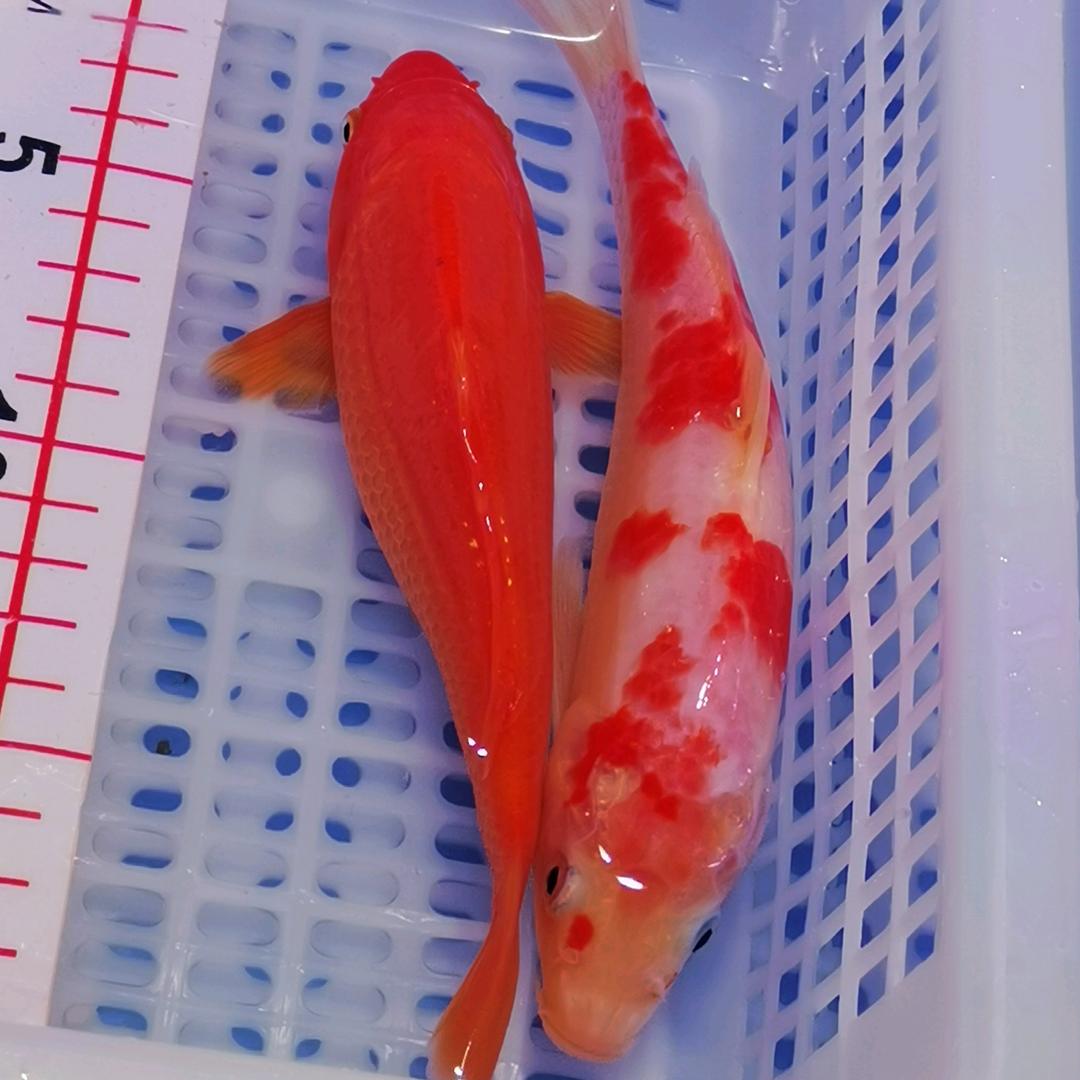 嘉禾锦鲤鱼场
