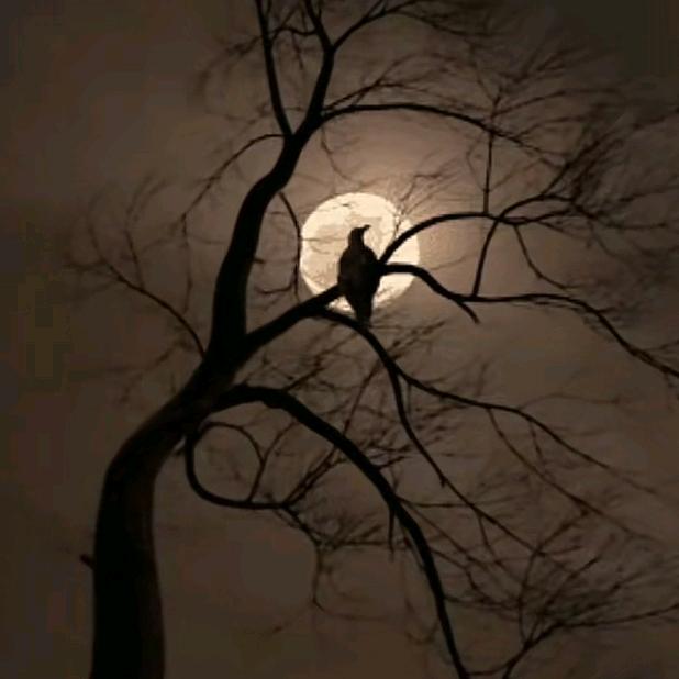 🌬英俊潇洒的狗蛋儿💨