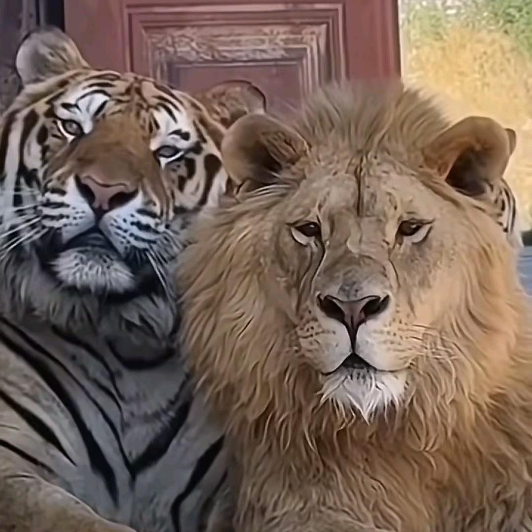 银
