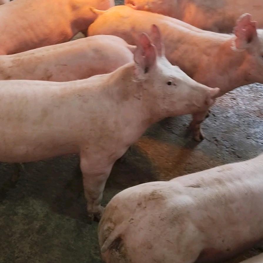 云南种猪繁育基地