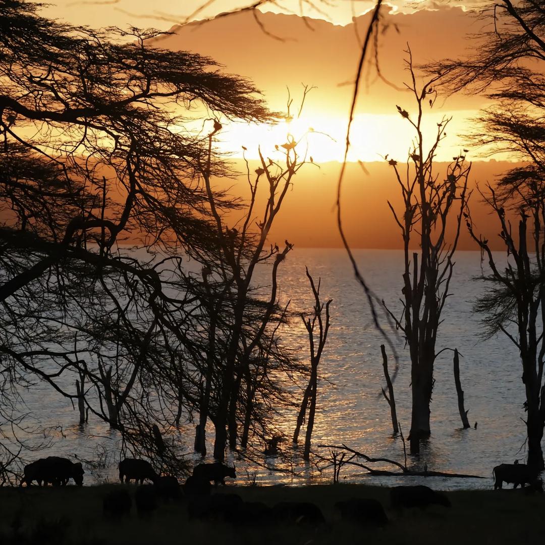 双子（发疯版）